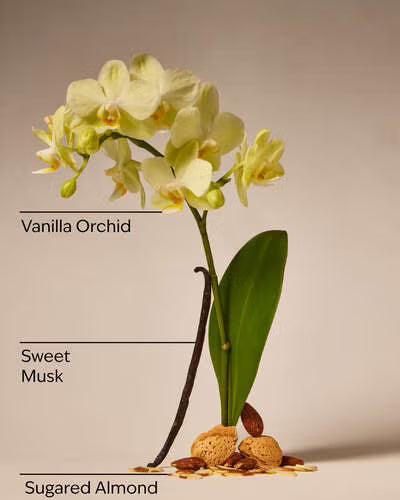 Bath & Body Works Cozy Vanilla Almond PocketBac