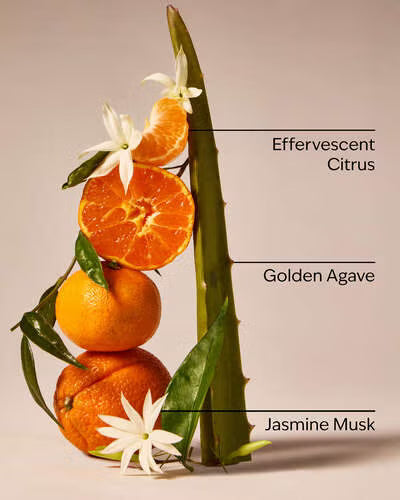 Oranges, aloe vera, and jasmine flowers with labeled notes on a beige background. White Barn car fragrance refill container labeled 'Sweet Orange & Agave' on a beige background. Purchase from www.americanbodycare.co.uk 