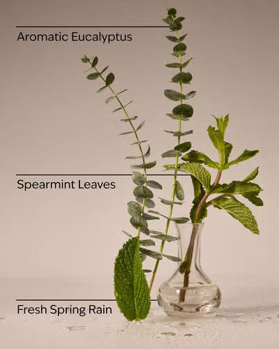 Three types of leaves labeled 'Aromatic Eucalyptus', 'Spearmint Leaves', and 'Fresh Spring Rain' in a clear glass vase.