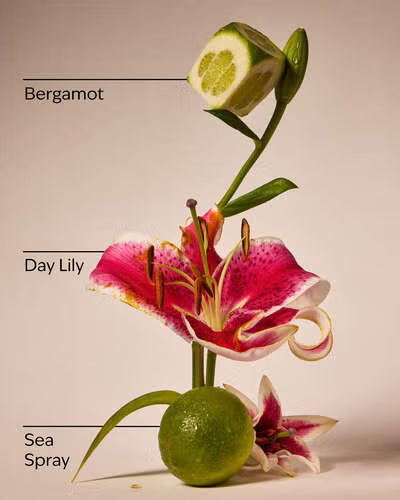 Floral arrangement with labeled bergamot, day lily, and sea spray on a beige background. Purchase from americanbodycare.co.uk 