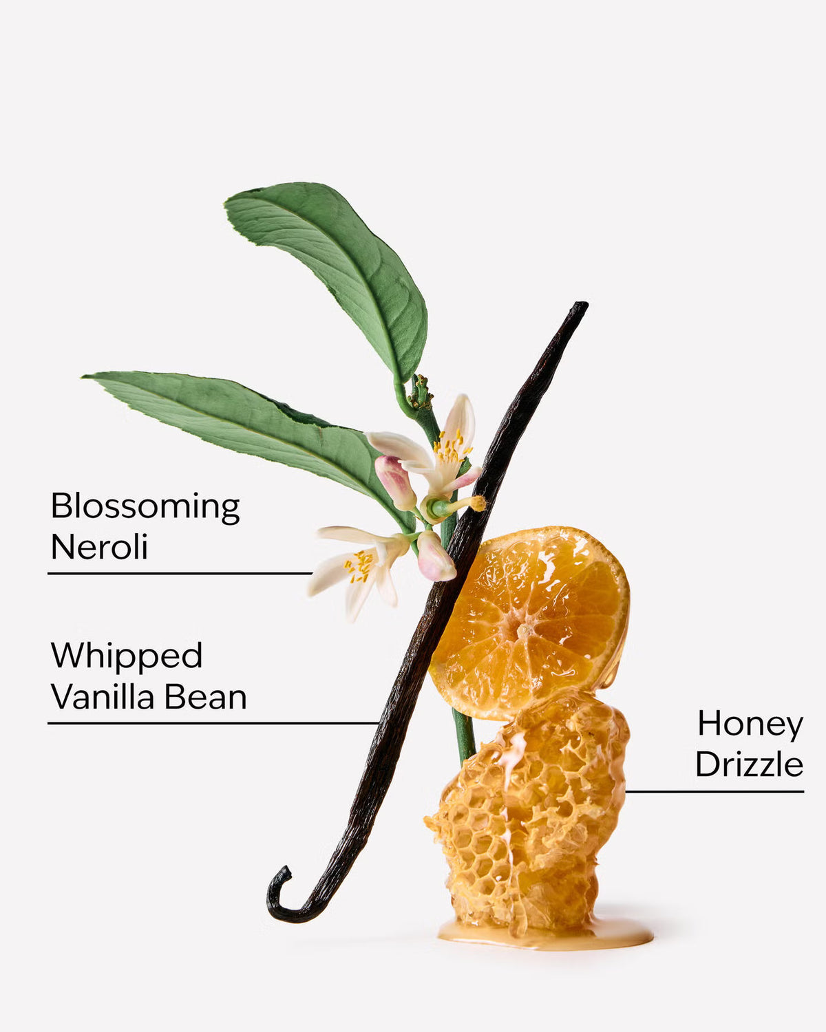Bath & Body Works Whipped Honey & Vanilla Body Lotion