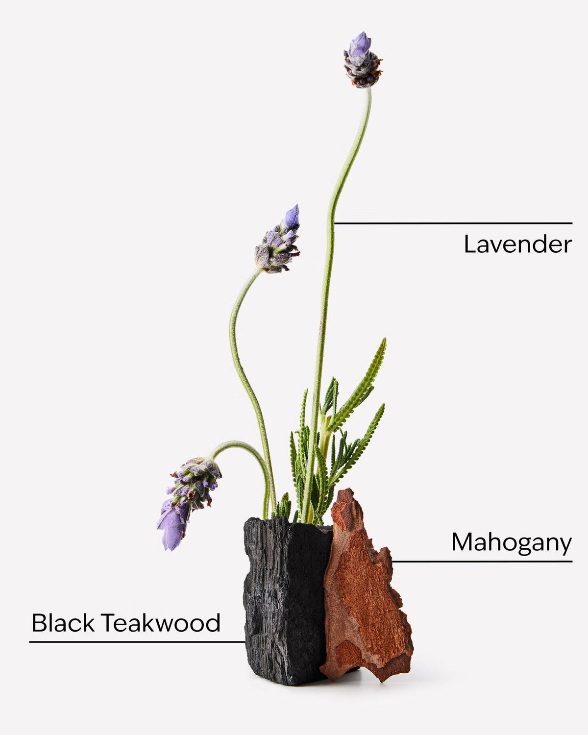 A minimalist floral arrangement featuring purple lavender stems and green foliage in a sculptural vase made from black teakwood and mahogany, shown on a light gray background with text labels. Purchase from www.americanbodycare.co.uk
