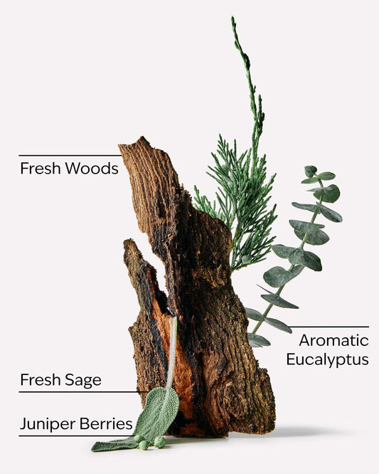 A decorative arrangement of natural wood bark with green botanicals including juniper berries, fresh sage, and aromatic eucalyptus, labeled with text on a clean white background. A single roll of White Barn Car Fragrance Refill in the 'Sweater Weather' scent, shown in its clear plastic container with a white plastic cap on a clean white background. purchase from www.americanbodycare.co.uk